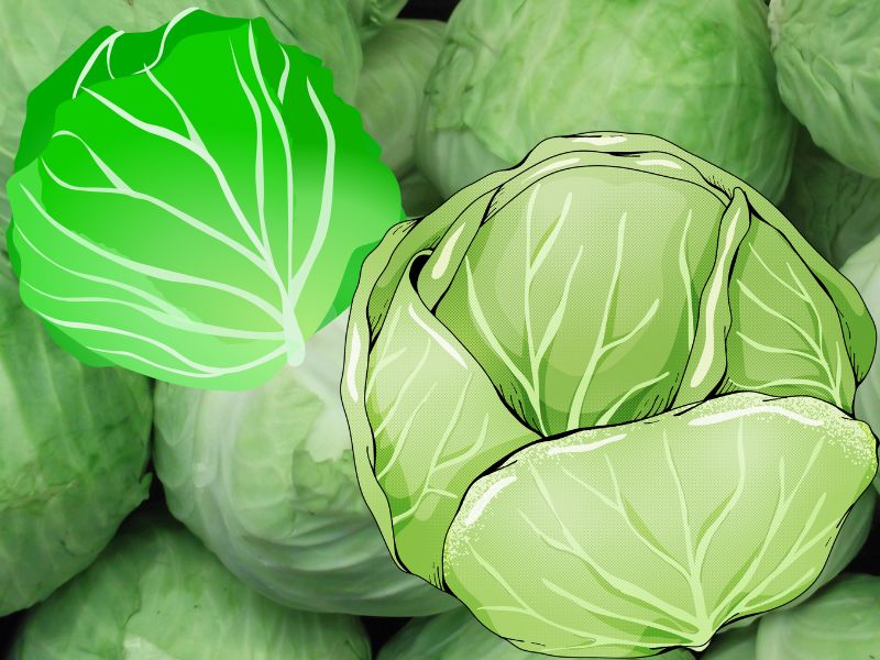 キャベツ価格の高騰はなぜ起きたのか？この急激な価格変動の背景には、どのような要因があったのか。今後の見通しも徹底解説