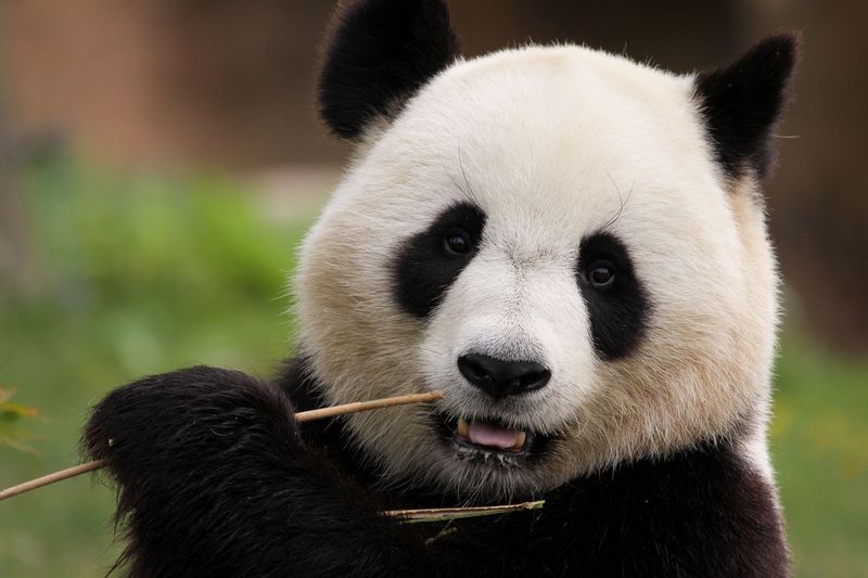 和歌山県白浜町のアドベンチャーワールドで暮らしていた4頭のジャイアントパンダが、中国四川省に帰国することが決まりました。