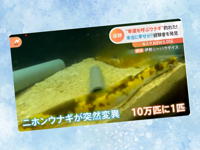 バナナウナギ
