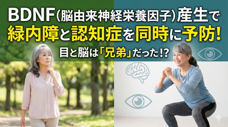 脳の栄養素と呼ばれるBDNF（脳由来神経栄養因子）を増やすことで、密接な相関関係がある緑内障と認知症を同時に予防することができる