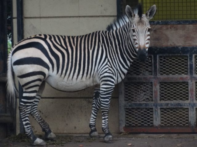 川崎市立夢見ケ崎動物公園（川崎市幸区）は比較的小型の動物を飼育し富士見デッキや展望台広場がある市立無料動物園です