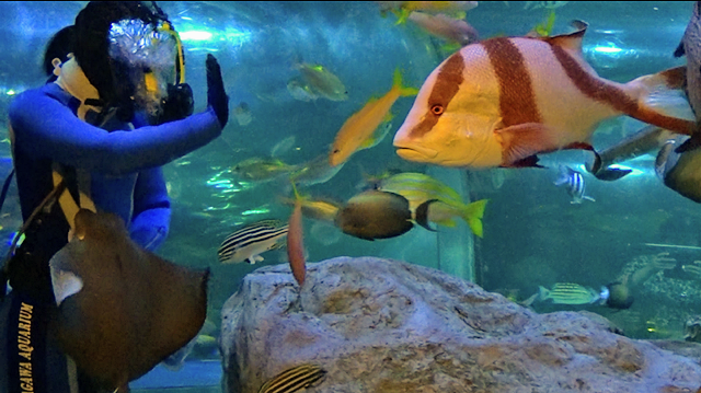 しながわ水族館（品川区）は品川区民公園の中にある品川区立の水族館でイルカ、アシカ、アザラシ、水中ショーなど開催