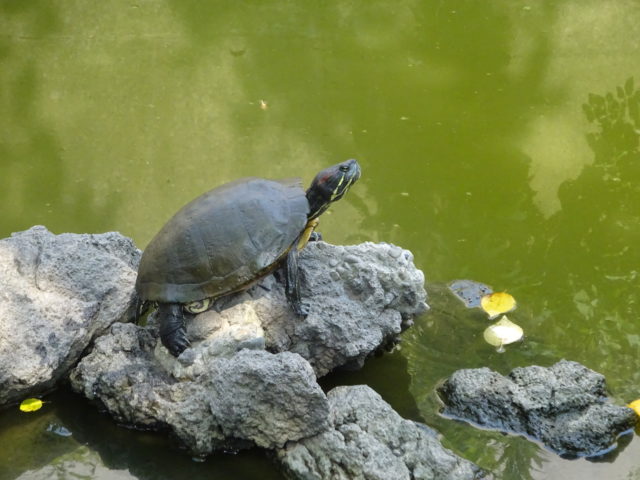 笠島弁天社のミドリガメ