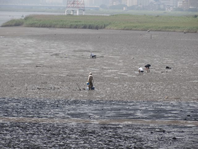 貝類は潮干狩りで獲れます