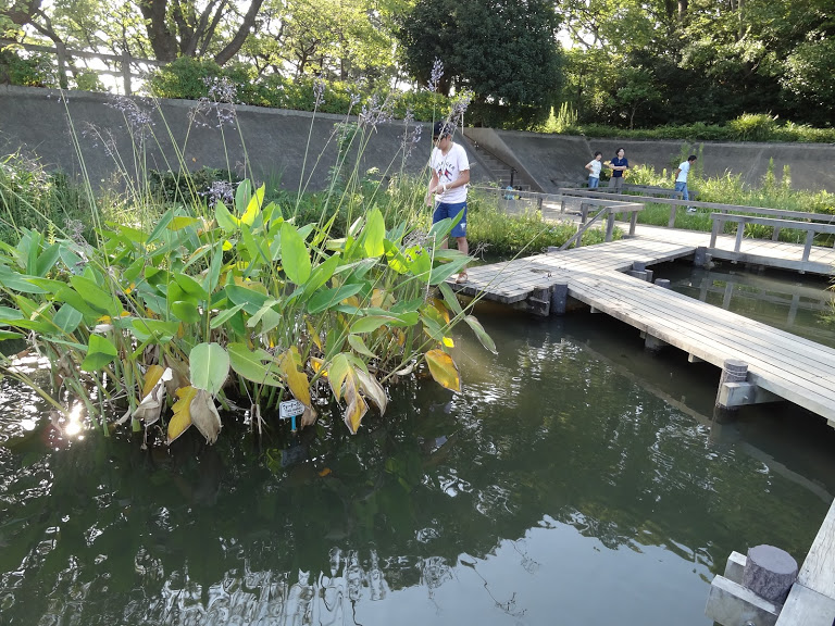 水生植物園・植物園